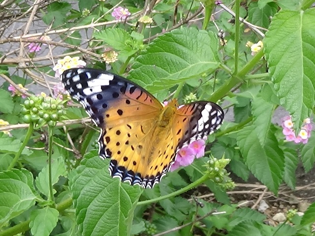 �`���E�`��