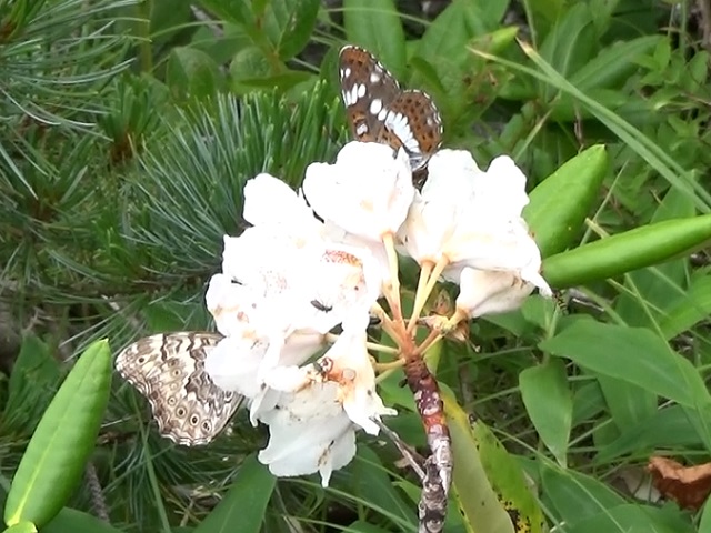 �`���E�`��