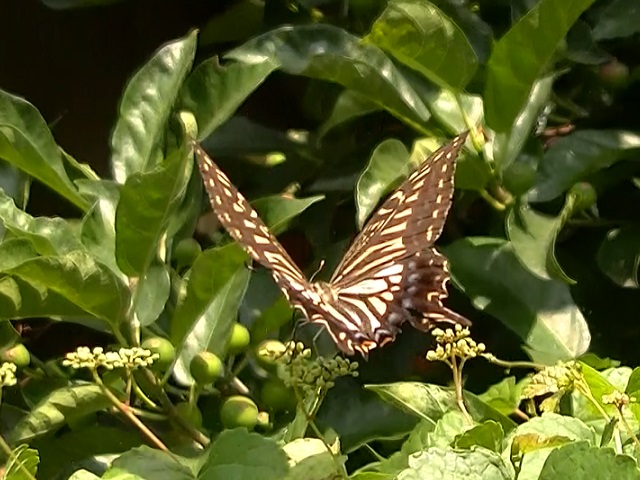 �`���E�`��