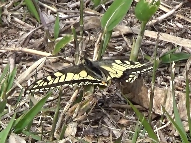 �`���E�`��