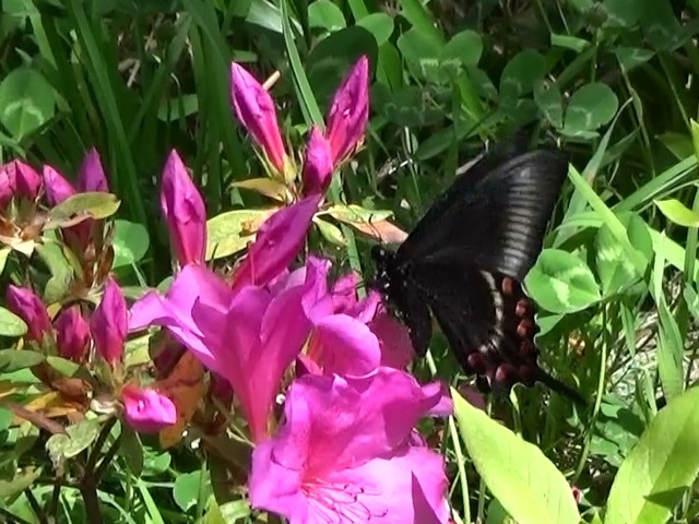 �`���E�`��