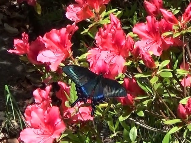 �`���E�`��