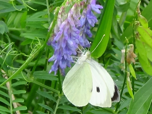 �`���E�`��