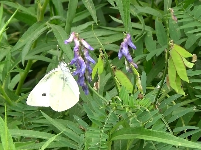 �`���E�`��