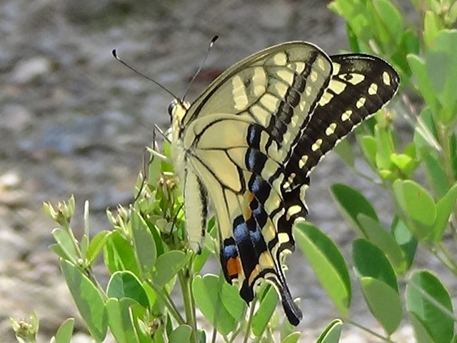 �`���E�`��