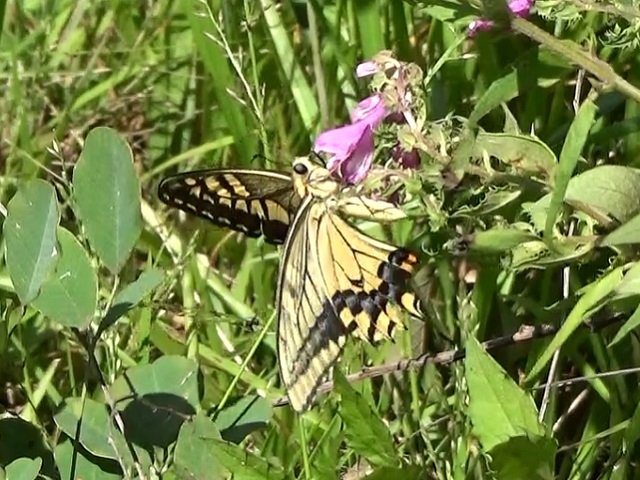 �`���E�`��