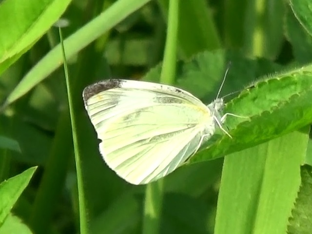 �`���E�`��