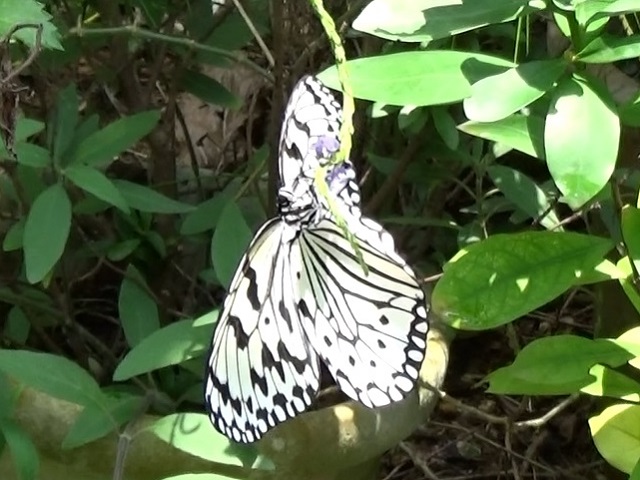 �`���E�`��