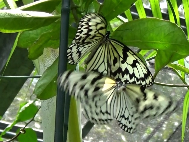 �`���E�`��