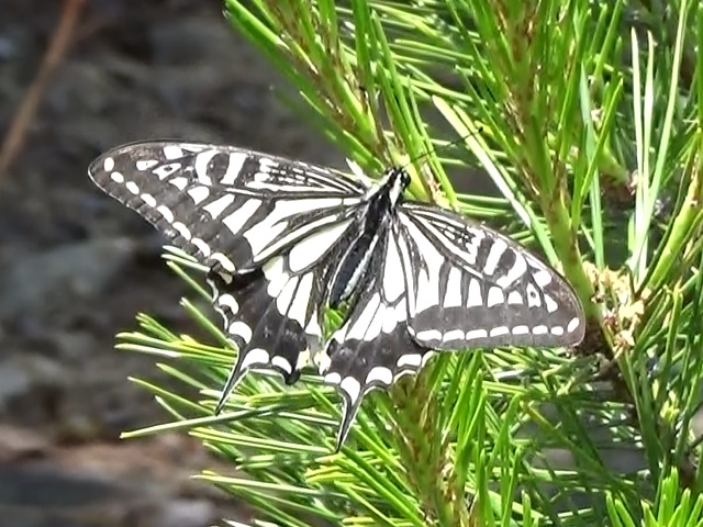 �`���E�`��