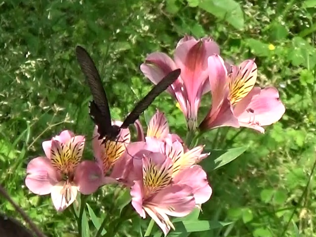 �`���E�`��