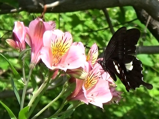 �`���E�`��