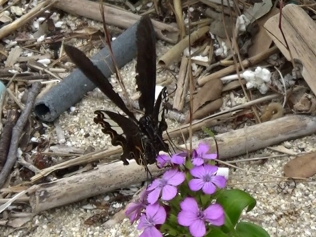 �`���E�`��