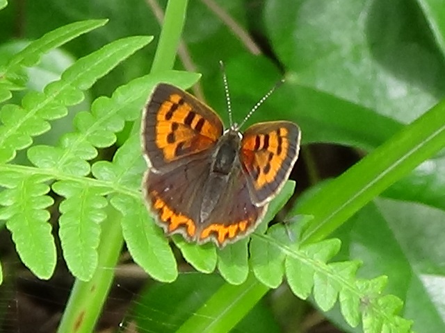 �`���E�`��