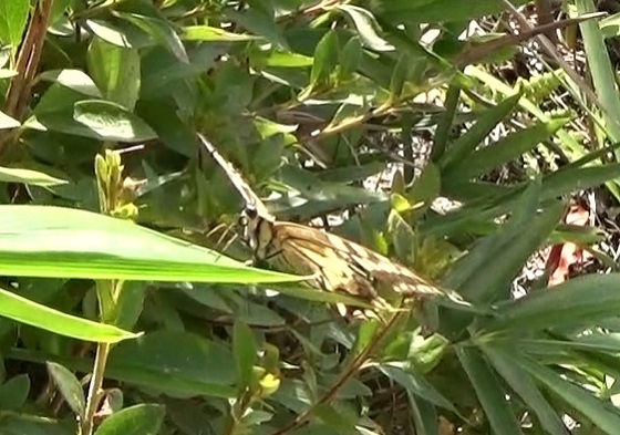 �`���E�`��