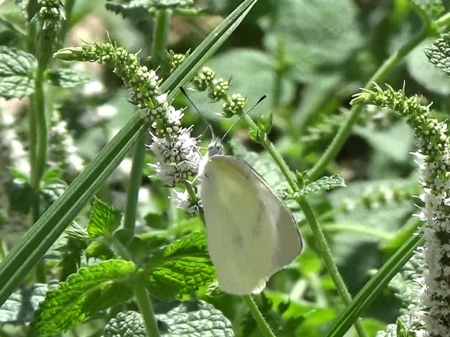 �`���E�`��