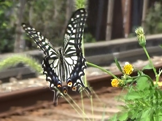 �`���E�`��