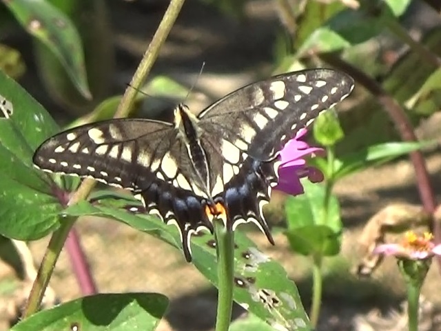 �`���E�`��