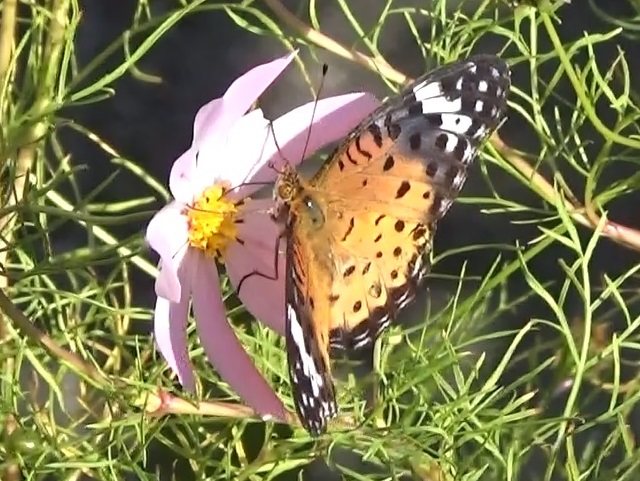 �`���E�`��