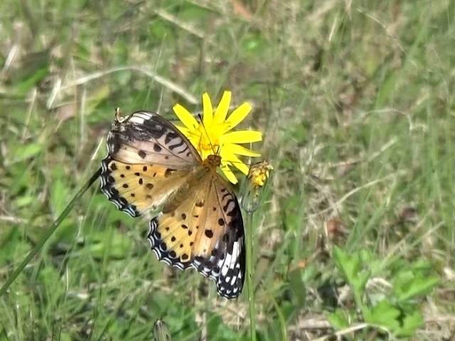 �`���E�`��