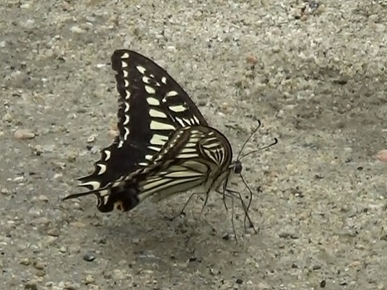 �`���E�`��