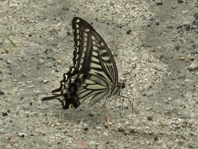 �`���E�`��