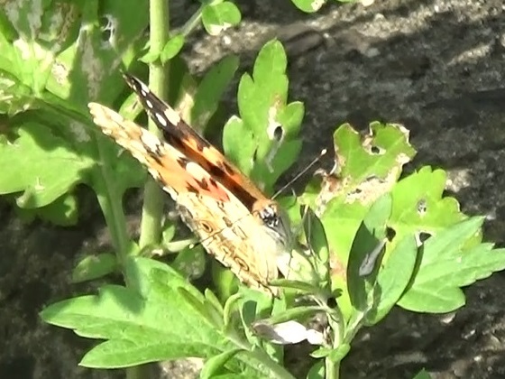 �`���E�`��