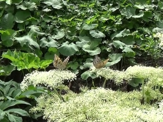 �`���E�`��