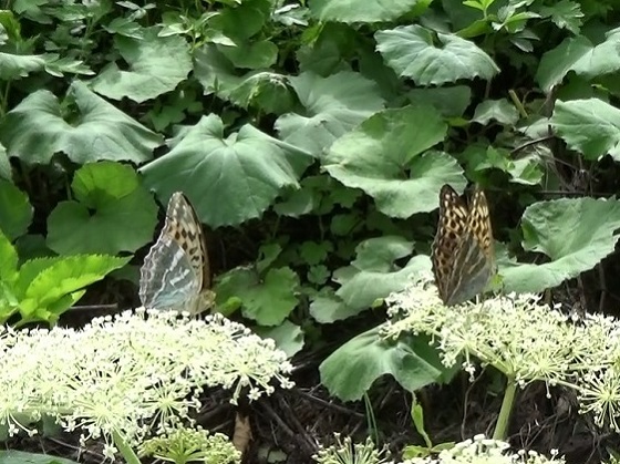 �`���E�`��