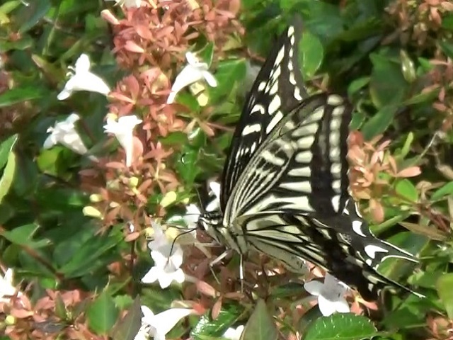 �`���E�`��