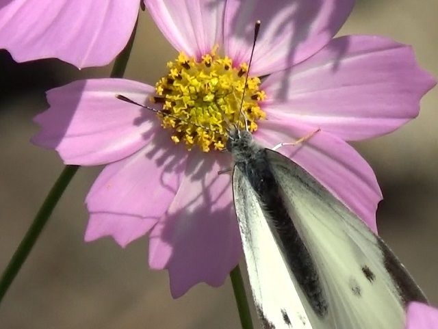 �`���E�`��