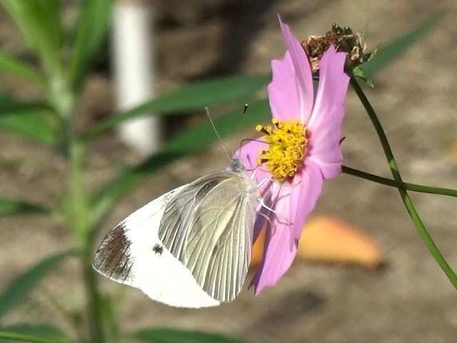 �`���E�`��