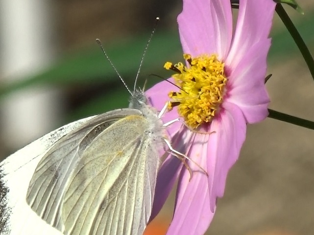 �`���E�`��