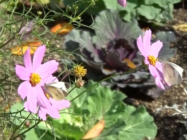 �`���E�`��