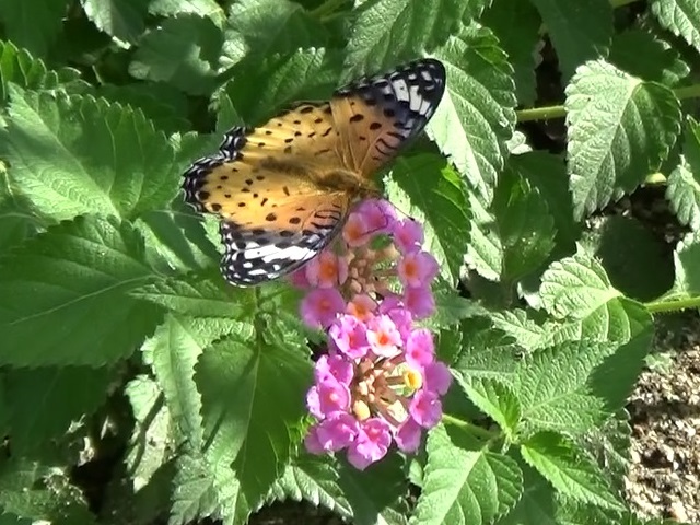 �`���E�`��