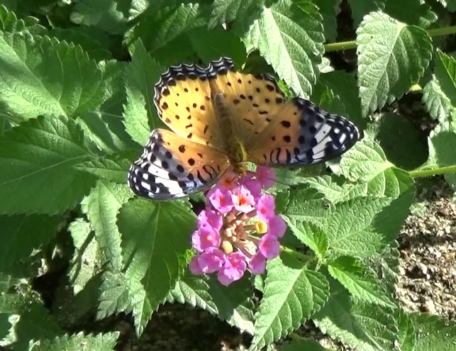 �`���E�`��