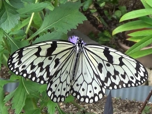 �`���E�`��