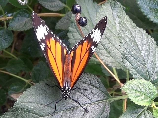 �`���E�`��