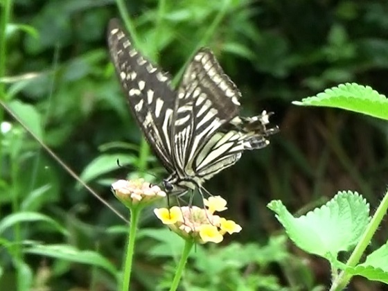 �`���E�`��