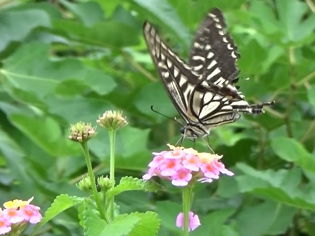 �`���E�`��