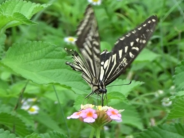 �`���E�`��