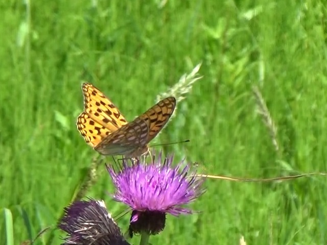 �`���E�`��