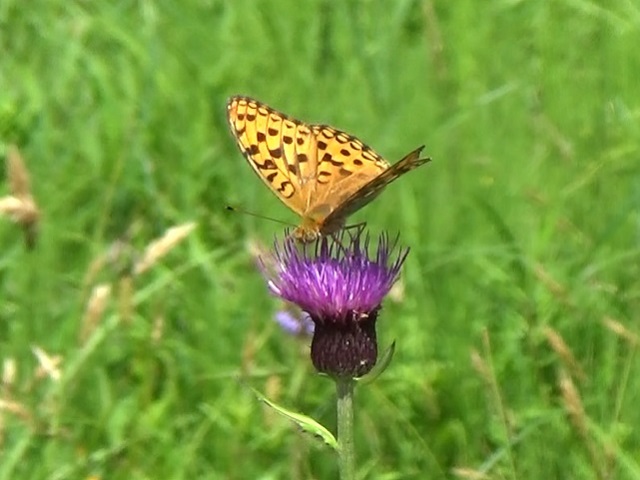 �`���E�`��