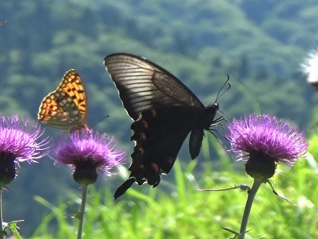 �`���E�`��