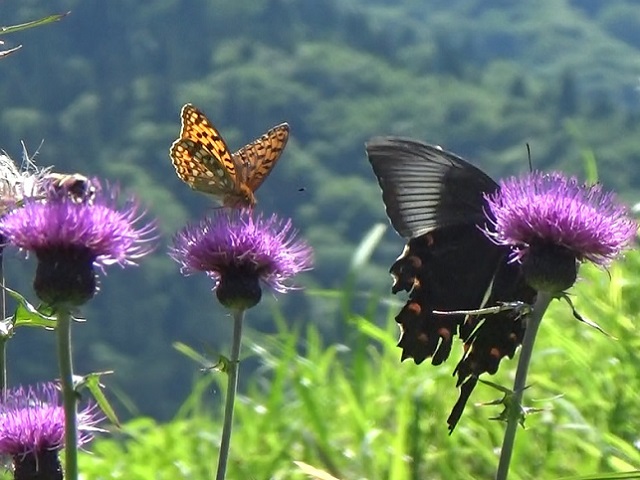 �`���E�`��