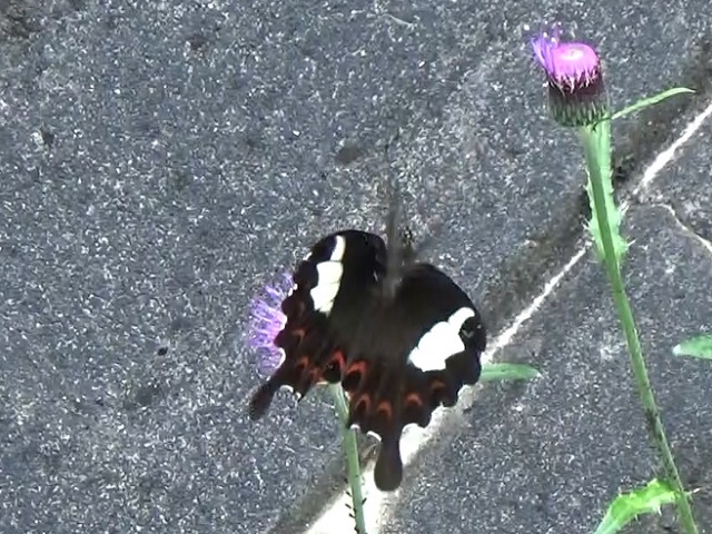 �`���E�`��