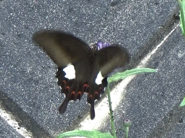 �`���E�`��