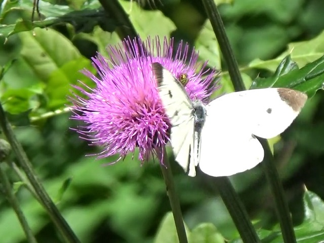 �`���E�`��