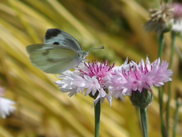 �`���E�`��