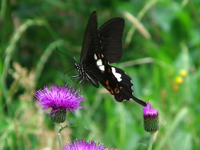 �`���E�`��